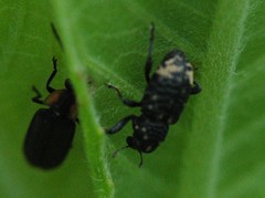 Lucidota atra