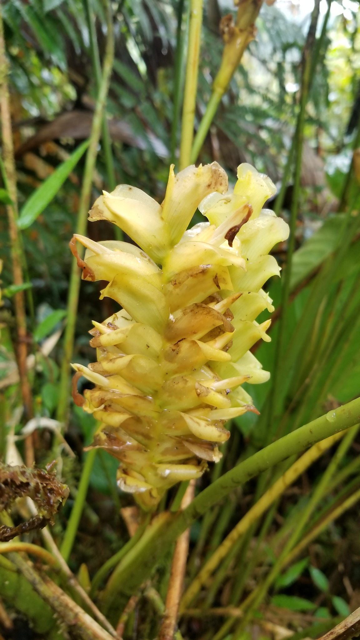 Calathea chiriquensis