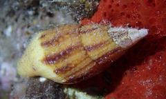 Nebularia incompta