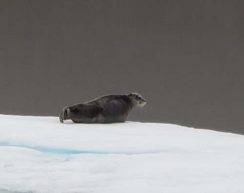 Bearded Seal (Erignathus barbatus)