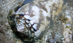 Conus striatus oahuensis