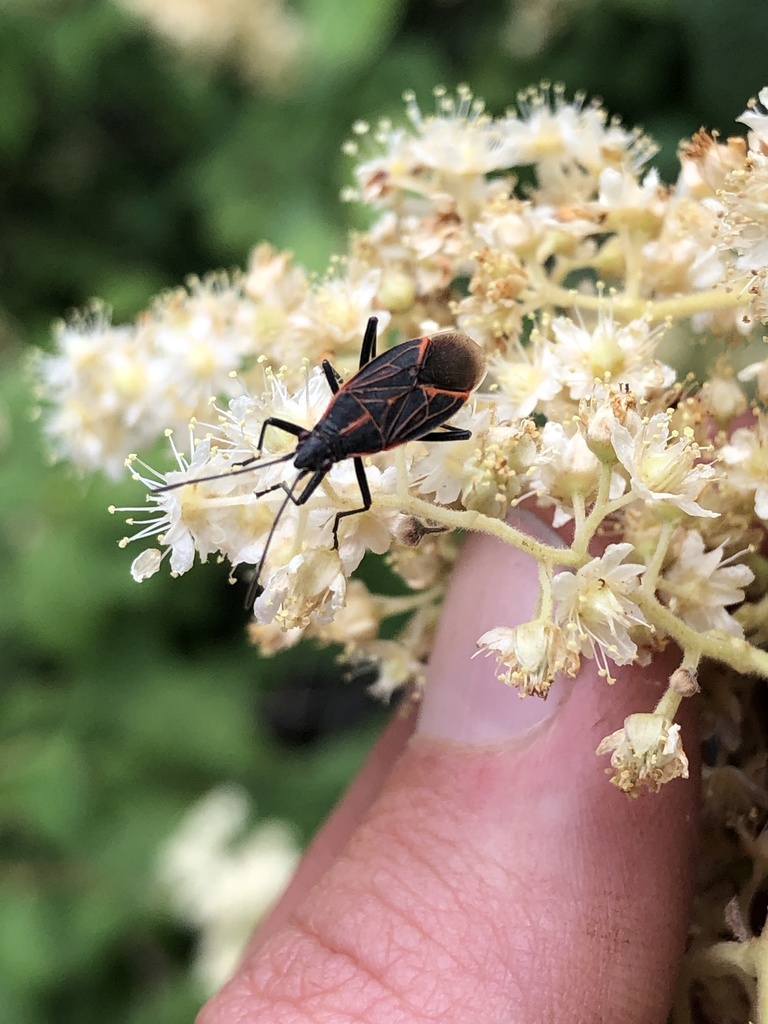 Western Boxelder Bug in July 2022 by Bobby Valentine · iNaturalist
