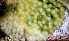 Montipora patula