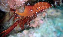 Enoplometopus occidentalis