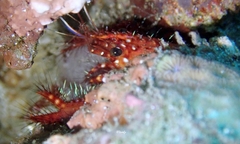 Enoplometopus occidentalis