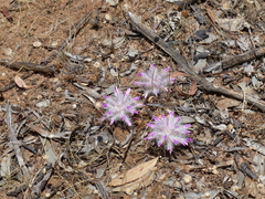 Ptilotus manglesii