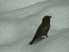 Leucosticte tephrocotis dawsoni