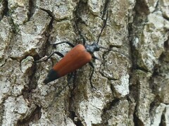 Stenelytrana emarginata