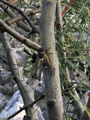 Diceroprocta cinctifera