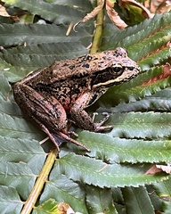 Rana cascadae