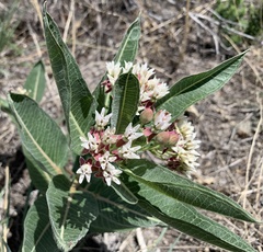 Asclepias hallii
