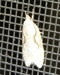 Semioscopis packardella