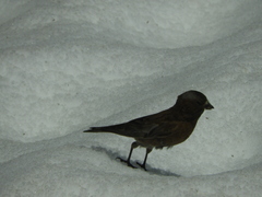 Leucosticte tephrocotis dawsoni