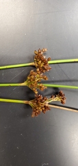 Juncus exiguus