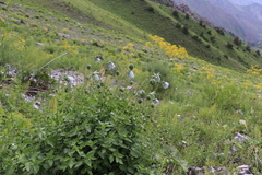 Codonopsis clematidea