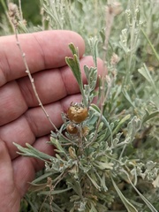 Rhopalomyia obovata