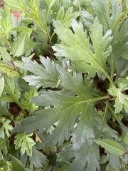 Artemisia indica