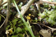 Hymenoscyphus scutula