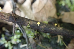 Hymenoscyphus scutula