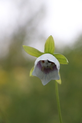 Codonopsis clematidea