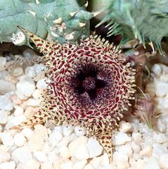Huernia pillansii