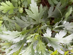 Artemisia indica