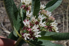 Asclepias hallii
