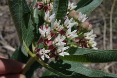 Asclepias hallii
