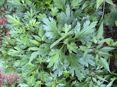 Artemisia indica