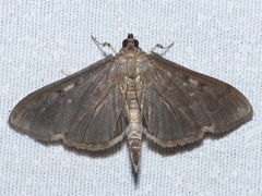 Herpetogramma sphingealis