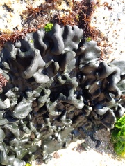 Codium bernabei
