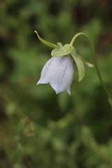 Codonopsis clematidea