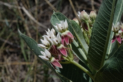 Asclepias hallii