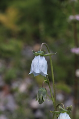 Codonopsis clematidea
