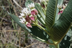 Asclepias hallii
