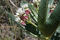 Asclepias hallii