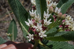 Asclepias hallii