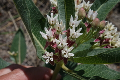 Asclepias hallii