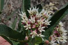 Asclepias hallii