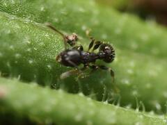 Temnothorax longispinosus