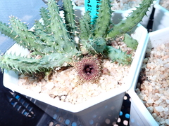 Huernia pillansii