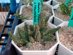 Huernia pillansii