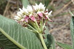 Asclepias hallii