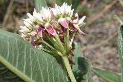 Asclepias hallii