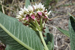 Asclepias hallii