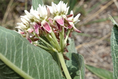 Asclepias hallii