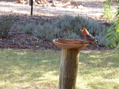 Platycercus icterotis
