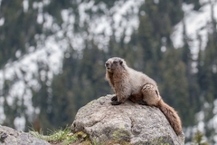 Marmota caligata