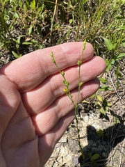 Linum intercursum