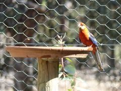 Platycercus icterotis